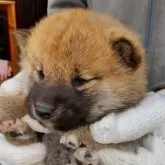 柴犬(標準サイズ)【三重県・女の子・2025年11月3日・赤】の写真4