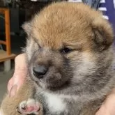 柴犬(標準サイズ)【三重県・男の子・2025年4月8日・赤】の写真5