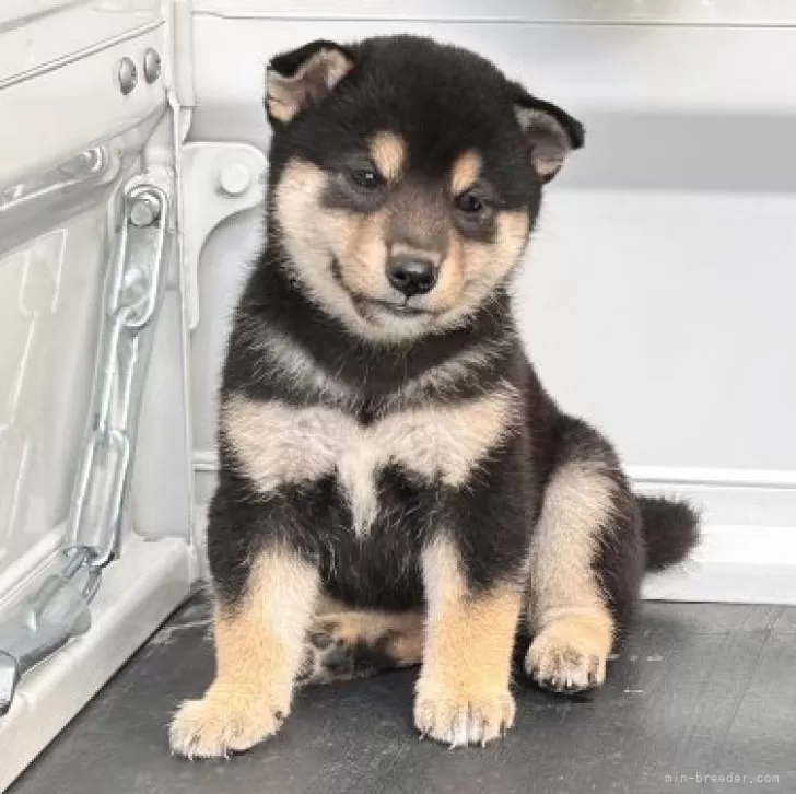 ID:2409-03546の子犬