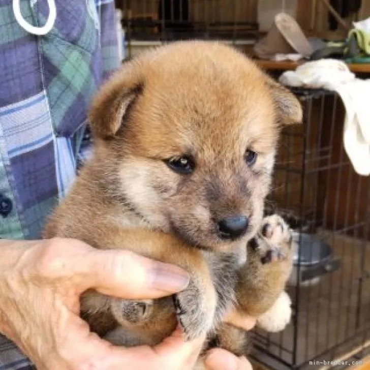 ID:2208-03838の子犬