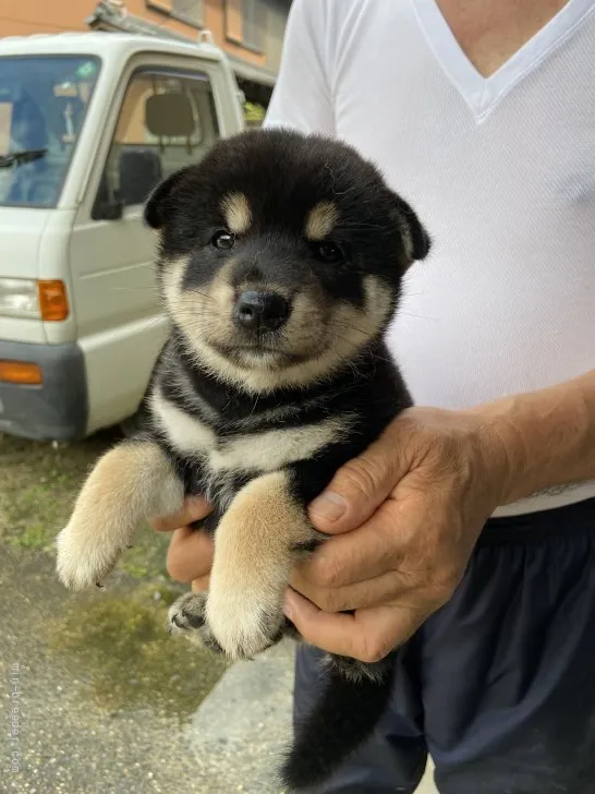 ID：2108-02726の子犬