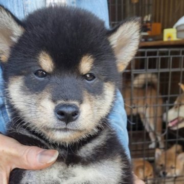 柴犬(標準サイズ)【三重県・男の子・2024年8月17日・黒】の写真「黒毛のオス」