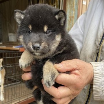 柴犬(標準サイズ)【三重県・女の子・2023年1月2日・黒毛のメス】の写真「黒毛のメス」