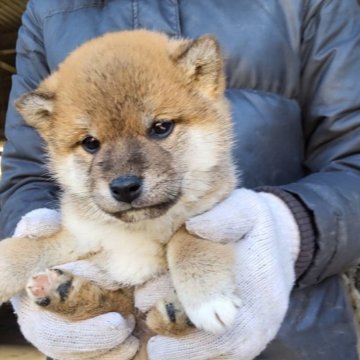 柴犬(標準サイズ)【三重県・男の子・2023年12月30日・赤】の写真「赤毛のオス」