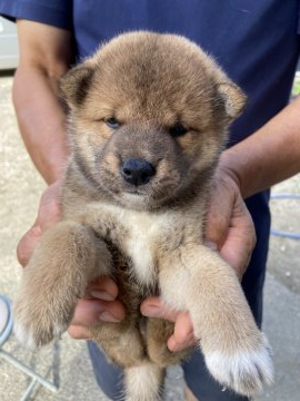 柴犬(標準サイズ)【三重県・男の子・2020年7月18日・赤】の写真「おとなしい、人懐こい」