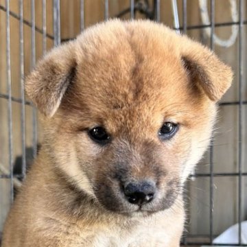 柴犬(標準サイズ)【三重県・男の子・2024年9月5日・赤】の写真「赤毛のオス」