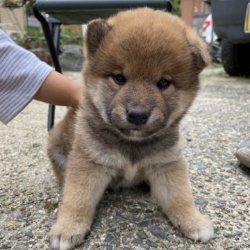 柴犬(標準サイズ)【三重県・男の子・2022年4月9日・赤】の写真「オスらしい顔立ち」