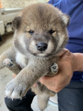 柴犬(標準サイズ)【三重県・男の子・2021年5月13日・赤毛】の写真「赤毛のオスです」