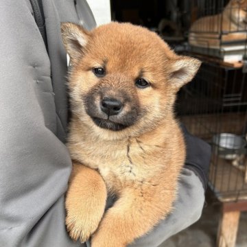 柴犬(標準サイズ)【三重県・女の子・2024年2月14日・赤】の写真「赤毛のメス」