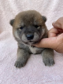 柴犬(標準サイズ)【三重県・男の子・2020年8月23日・赤】の写真「赤毛の男の子です♪日保展覧会で父親犬賞歴あり」