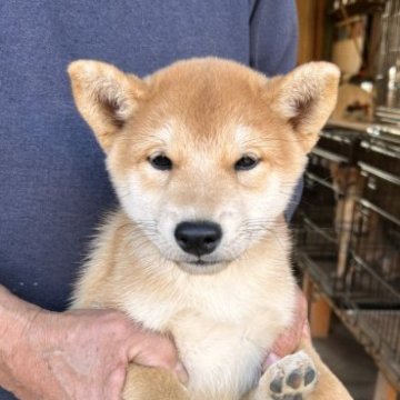 柴犬(標準サイズ)【三重県・男の子・2023年8月16日・赤】の写真「赤毛のオス　★小ぶり★」