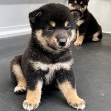 柴犬(標準サイズ)【三重県・男の子・2024年8月17日・黒】の写真「黒毛のオス」