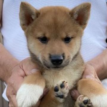 柴犬(標準サイズ)【三重県・男の子・2022年7月24日・赤】の写真「赤毛のオス」