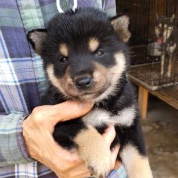 柴犬(標準サイズ)【三重県・女の子・2022年7月23日・黒】の写真「黒毛のメス」