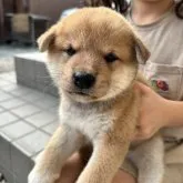 柴犬(標準サイズ)【三重県・男の子・2023年8月8日・赤】の写真2