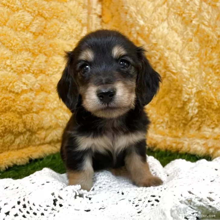 ID:2505-00962の子犬