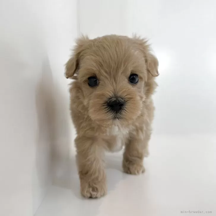 ID：2507-03571の子犬