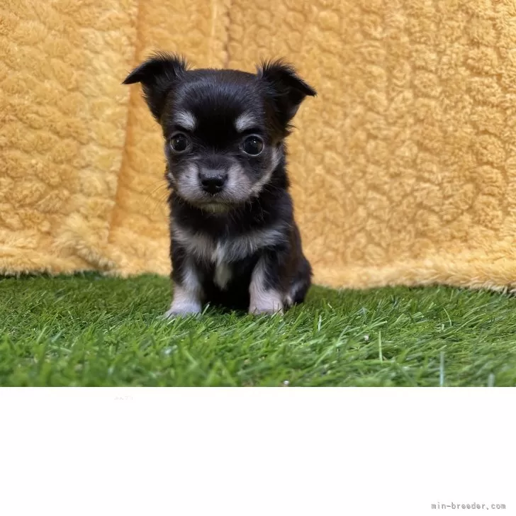 ID:2505-00946の子犬
