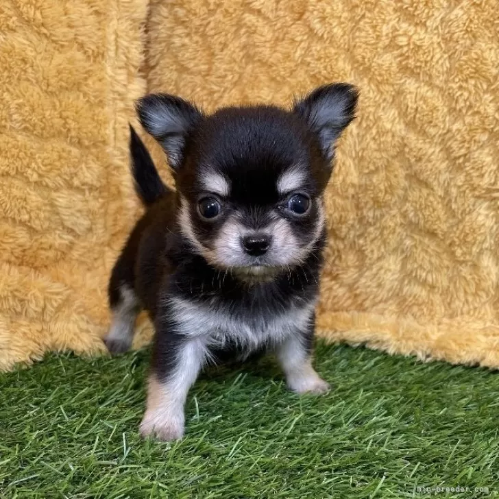 ID:2504-07133の子犬