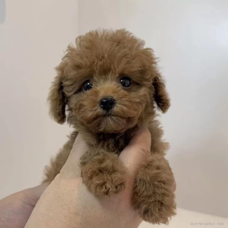 ID:2507-07153の子犬