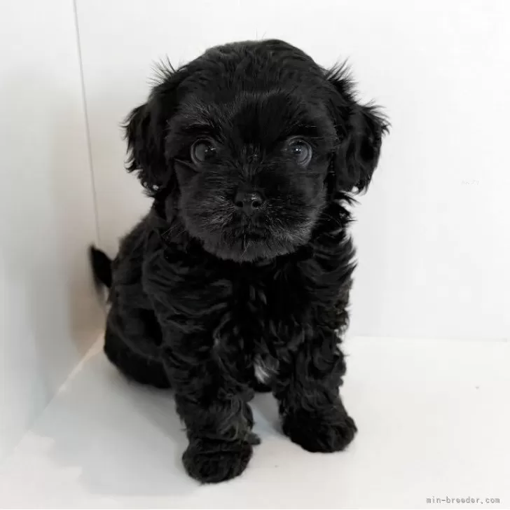 ID：2506-02491の子犬