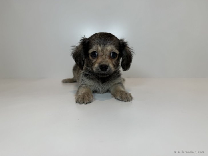 ブリーダー画像