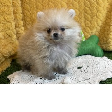ポメラニアン【広島県・男の子・2025年1月9日・オレンジセーブル】の写真「超小ぶり3ヶ月750g❤️当社管理番号31307」