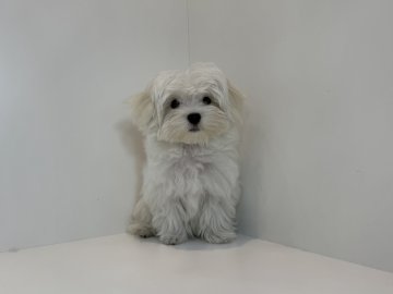 マルチーズ【広島県・男の子・2025年6月27日・ホワイト】の写真「クリクリおめめが可愛い♡当社管理番号:80604」