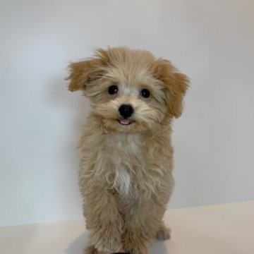 マルプー(マルチーズ×トイプードル)【広島県・男の子・2025年8月16日・クリーム&ホワイト】の写真「キュートな男の子♡当社管理番号:92502」