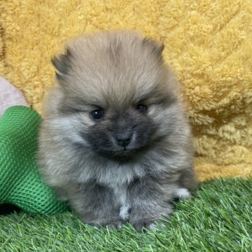 ポメラニアン【広島県・男の子・2024年10月29日・オレンジ】の写真「フワフワ可愛い男の子♪ 当社管理番号:112705」