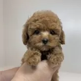 ティーカッププードル