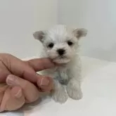 マルチーズ