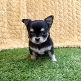 チワワ(ロング)