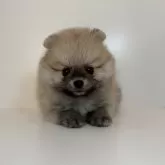 ポメラニアン