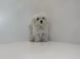 マルチーズ【広島県・男の子・2025年6月27日・ホワイト】の写真2
