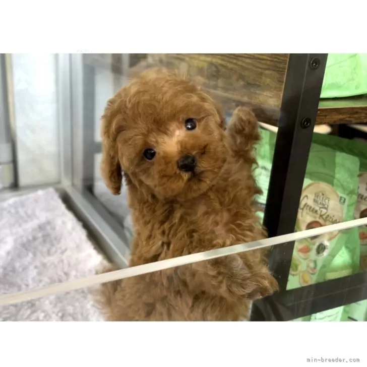 ID:2408-00698の子犬