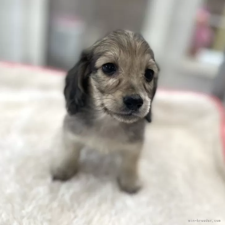 ID:2406-05601の子犬