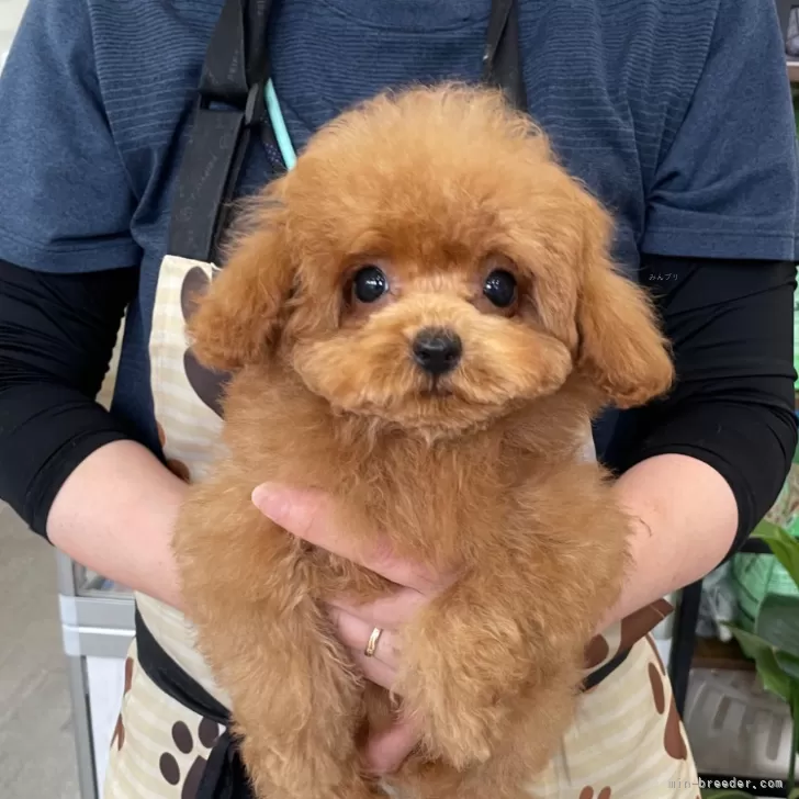 ID:2406-05384の子犬