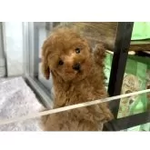 ティーカッププードル【広島県・男の子・2024年6月10日・レッド】の写真1