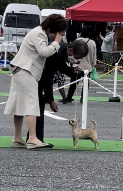 岡田　朋美(おかだ　ともみ)ブリーダー(山口県・チワワ(ロング)など・JKC登録)の紹介写真5