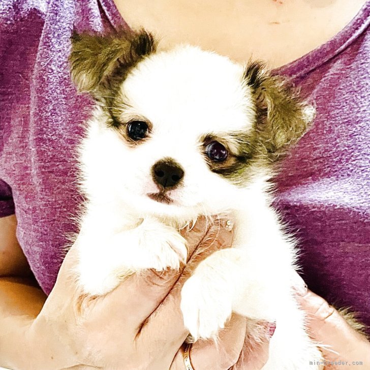 ブリーダー画像