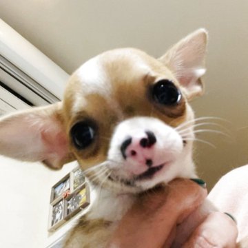 チワワ(スムース)【山口県・男の子・2025年7月12日・フォーン】の写真「超優良血統！小ぶりだけど元気いっぱい」