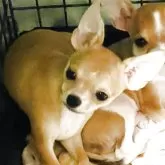 チワワ(スムース)