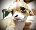 チワワ(スムース)【山口県・男の子・2025年7月12日・フォーン】の写真3