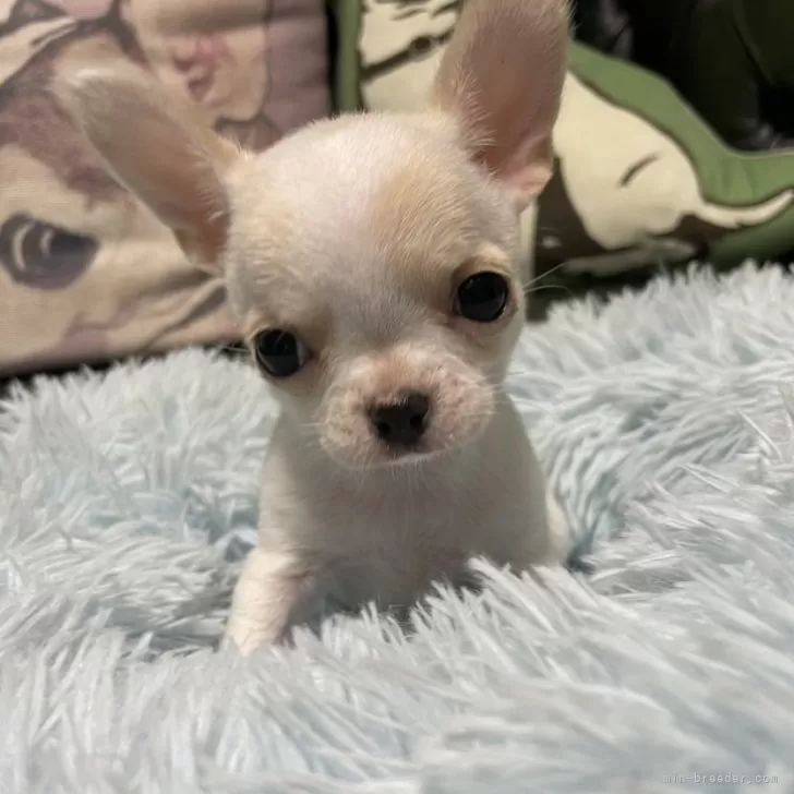 ID:2410-05255の子犬
