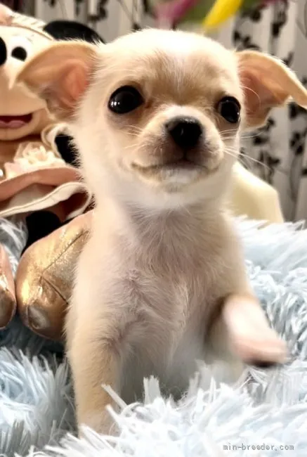 ID:2201-03283の子犬