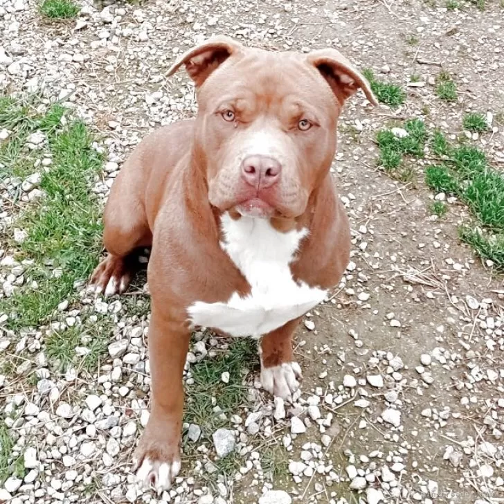 ID：2408-01416の子犬