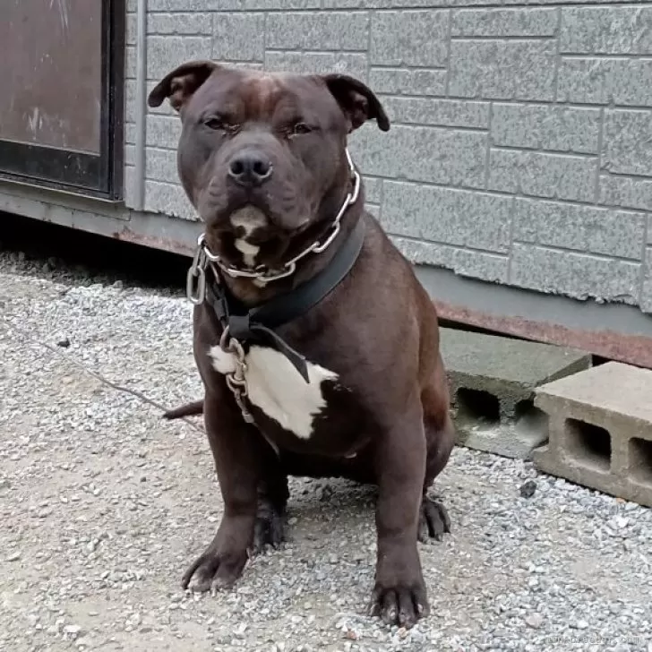 ID：2501-07388の子犬