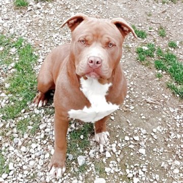 アメリカンピットブルテリア【福岡県・女の子・2024年7月29日・ライラック】の写真「めちゃめちゃ頭のいい母親としっかりした父親譲りです」