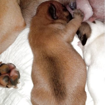 フレンチブルドッグ【福岡県・男の子・2025年11月29日・レッドフォーン】の写真「頭が大きく、ブラックマスクでカッコいいです。」